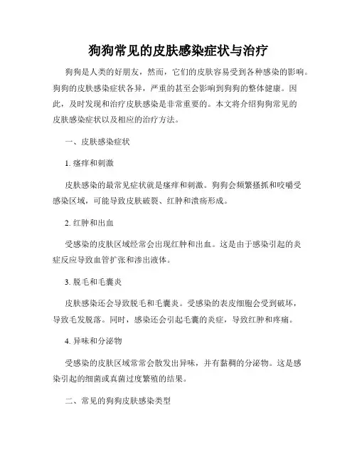 狗狗常见的皮肤感染症状与治疗