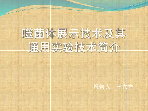 噬菌体展示技术和其通用实验技术简介精编版
