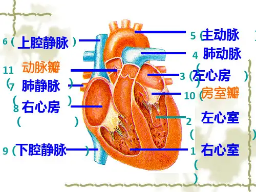八年级上册生物15.1《人体内物质的运输》血液循环(共43张PPT)