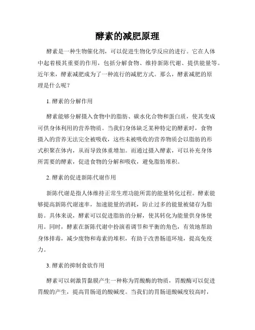 酵素的减肥原理