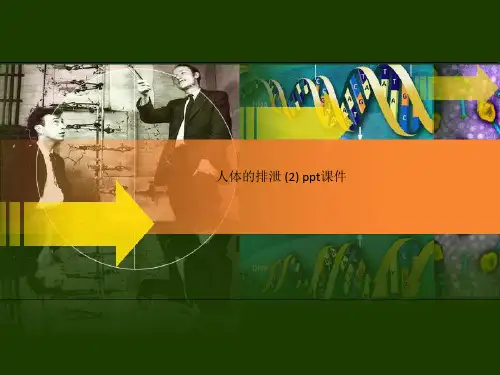 人体的排泄 (2) ppt课件