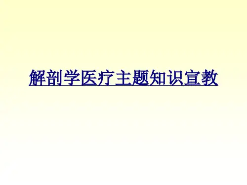 解剖学医疗主题知识宣教讲义