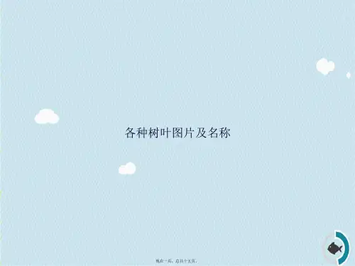 各种树叶图片及名称讲课文档