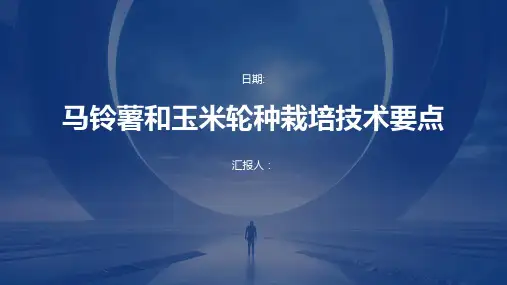 马铃薯和玉米轮种栽培技术要点