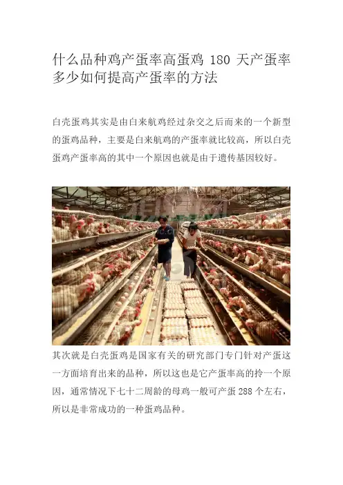 什么品种鸡产蛋率高蛋鸡180天产蛋率多少如何提高产蛋率的方法