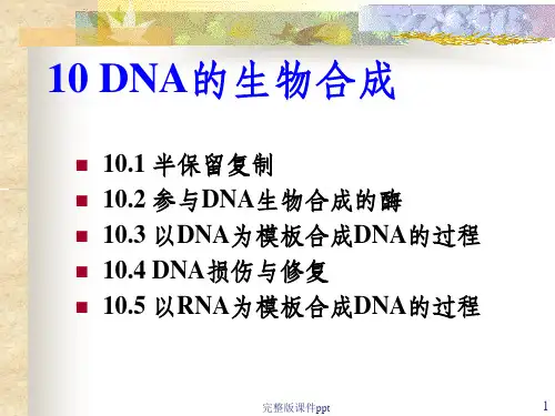 《DNA的生物合成》PPT课件