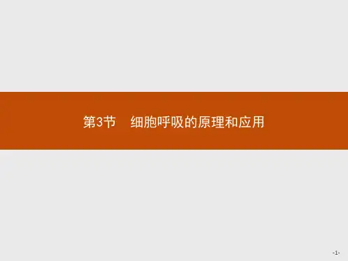 人教版新教材《细胞呼吸的原理和应用》优质课件1