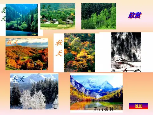 三年级上册美术课件5.15茂密的山林丨岭南版共14张PPT