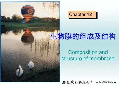 12 生物膜的组成及结构
