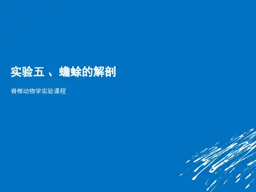 第05节 动物实验-蟾蜍的解剖