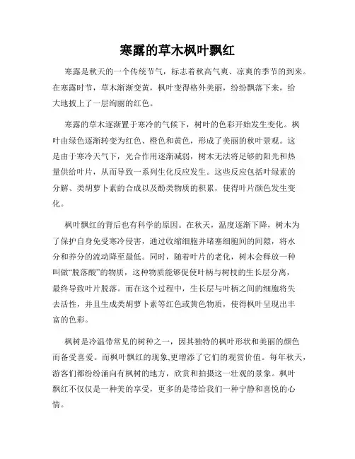 寒露的草木枫叶飘红