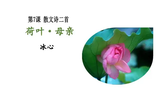 第7课《散文诗二首荷叶母亲》课件(共25张)语文七年级上册