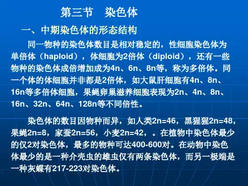中期染色体的形态结构