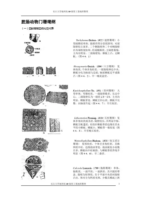古生物化石鉴定资料