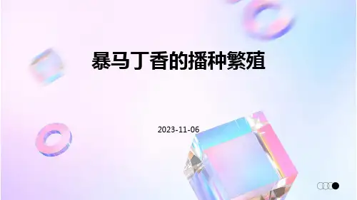 暴马丁香的播种繁殖