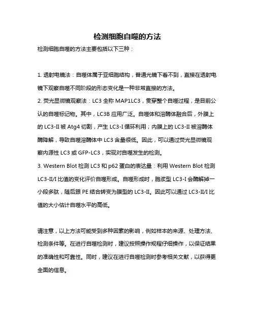 检测细胞自噬的方法