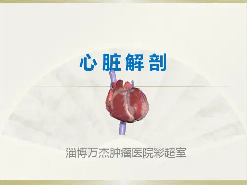 心脏解剖
