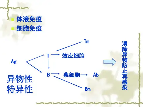 免疫学课件 第4章  免疫球蛋白  1423页PPT