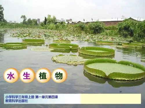 小学科学课件 水生植物 29页PPT文档