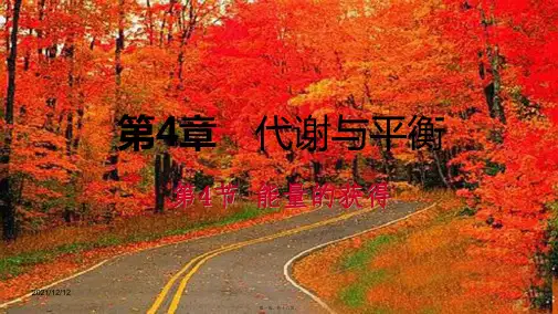 九年级科学上册 第4章 代谢与平衡 第4节 能量的获得练习课件