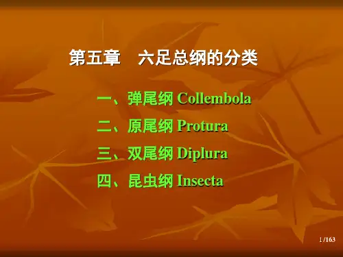 第五章 六足总纲的分类