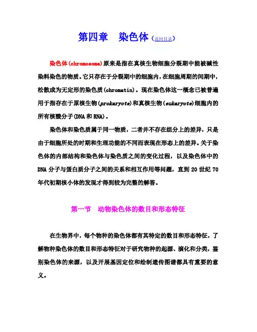 动物染色体