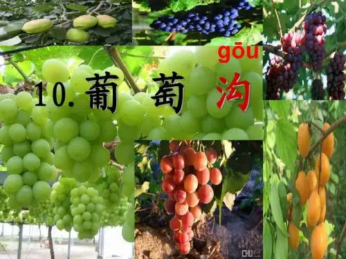 小学二年级下册语文《葡萄沟》专用课件