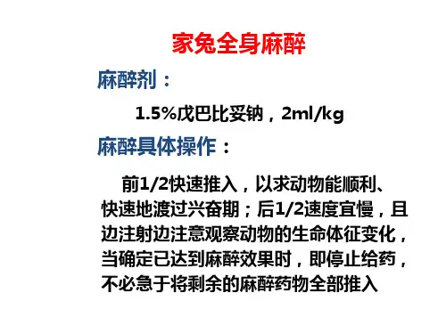 家兔的麻醉气管插管颈总动脉插管PPT课件
