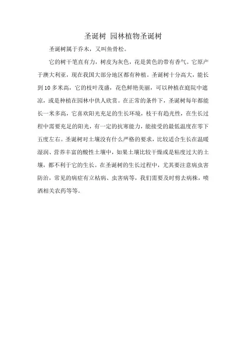 圣诞树 园林植物圣诞树