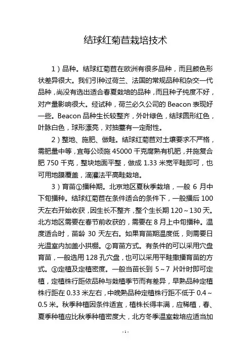 结球红菊苣栽培技术