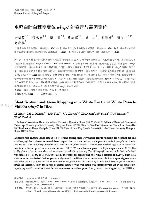 水稻白叶白穗突变体wlwp7的鉴定与基因定位