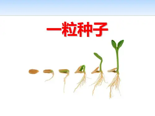 《一粒种子》(ppt)课件