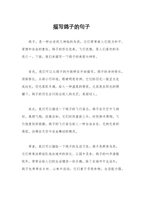 描写鸽子的句子