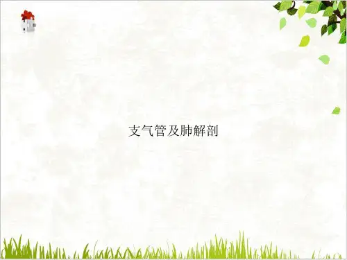 支气管及肺解剖PPT.