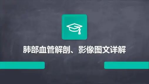 肺部血管解剖、影像图文详解