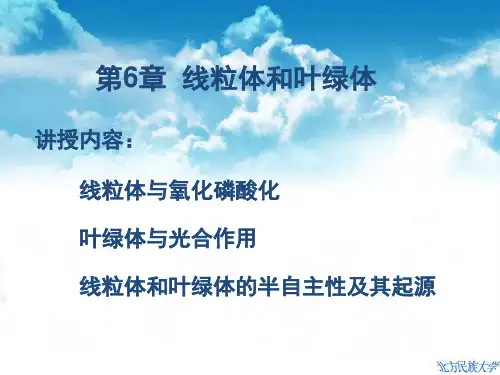 第6章线粒体和叶绿体