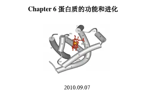 血红蛋白 协同效应 pptChapter 6蛋白质的功能和进化