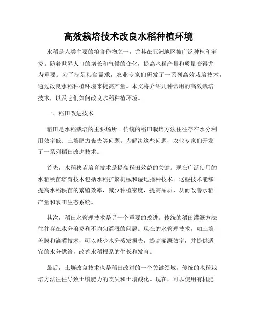 高效栽培技术改良水稻种植环境