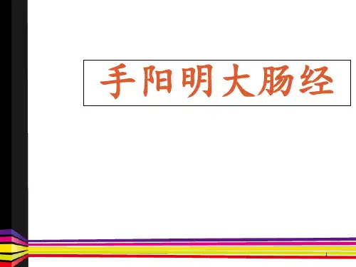 手阳明大肠经  ppt课件