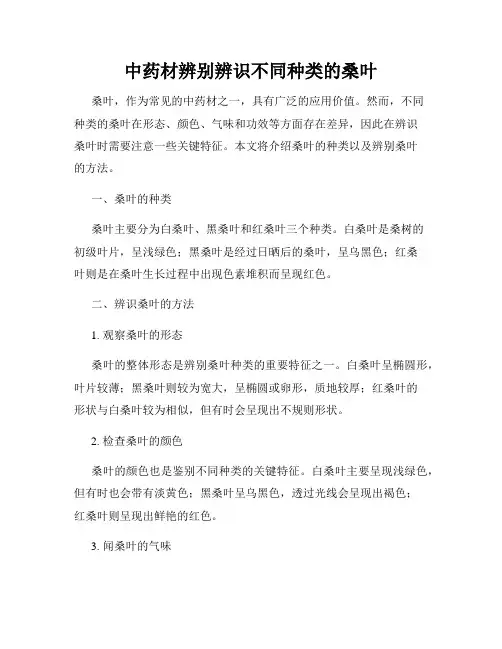 中药材辨别辨识不同种类的桑叶