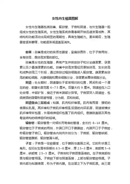 女性内生殖器图解