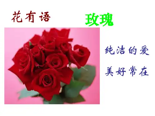 《铃兰花》课件28张