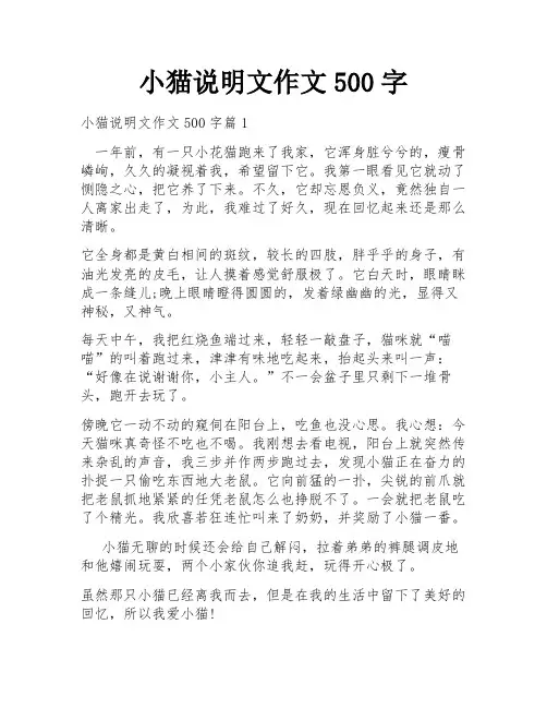 小猫说明文作文500字
