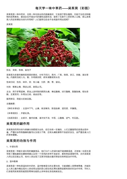 每天学一味中草药——吴茱萸（彩图）