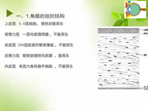 角膜角膜炎概要课件