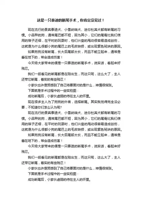 这是一只泰迪的断尾手术，你肯定没见过！