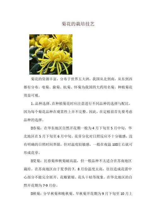 菊花的栽培技艺