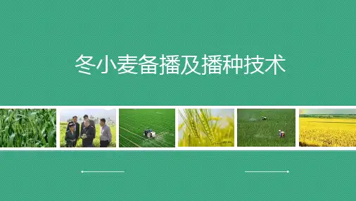 冬小麦备播与播种技术