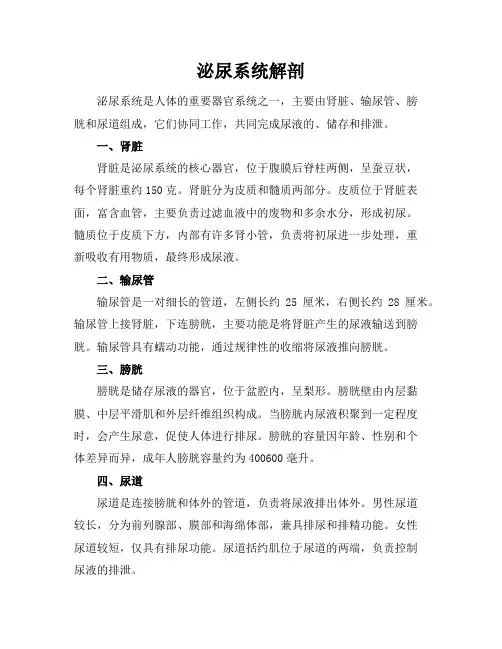 泌尿系统解剖