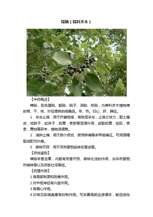 樟脑（樟科乔木）
